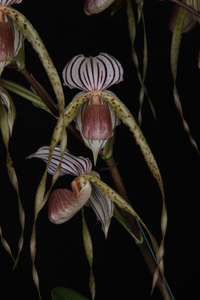 Paph. Vera Pellechia Huntington AM 82 pts.